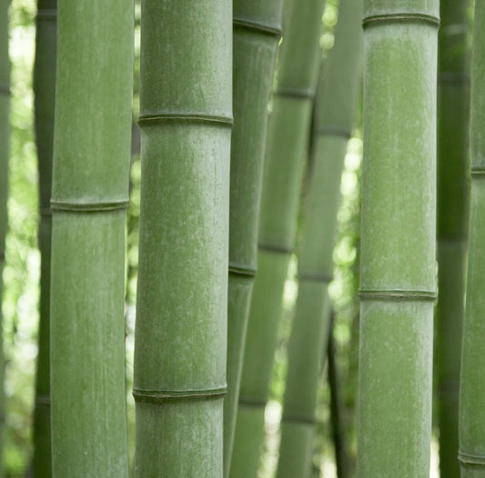 Bamboo Grove Blog Subscription